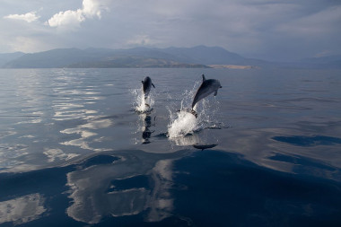 <p>Delfines listados en aguas mediterráneas / <a href="https://en.wikipedia.org/wiki/Striped_dolphin#/media/File:Delfine_im_Golf_von_Korinth,_Griechenland.jpg" title="User:Manuela Barrera de Cazzaniga (page does not exist)" target="_self">OceanCare</a> </p>