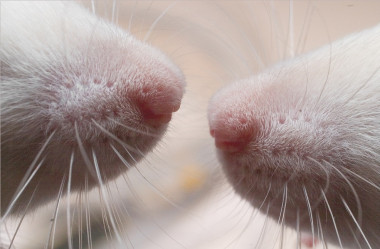 <p>Nariz y bigotes de dos ratas albinas de laboratorio. Las ratas tienen unos bigotes muy desarrollados ya que les aportan la mayor parte de la información sobre el mundo que les rodea. / Alexey Krasavin, Wikimedia Commons</p>