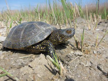 <p class=" text-left">Fotografía de un ejemplar de galápago europeo (<em>Emys orbicularis</em>) tomada en el Delta del Ebro, España / Albert Bertolero</p>