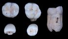 Los homínidos de Atapuerca podrían ser una especie “hermana” de los neandertales