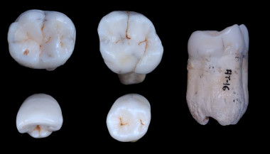 <p>Algunos ejemplares de los dientes encontrados en la Sima de los Huesos de Atapuerca. Imagen: CENIEH</p>