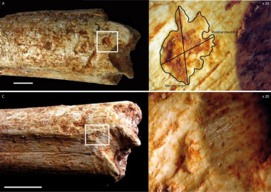 <p>Marcas de dientes de 500.000 años de edad en los huesos del fémur de homínidos encontrados en una cueva de Marruecos / C. Daujeard <em>PLOS ONE</em> e0152284</p>