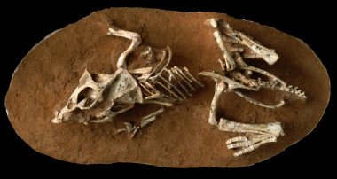 <P> Fossil Embryo <em> Protoceratops andrewsi </ em> encontrado no deserto de Gobi (Mongólia).  / © AMNH / M.  Ellison </ p>