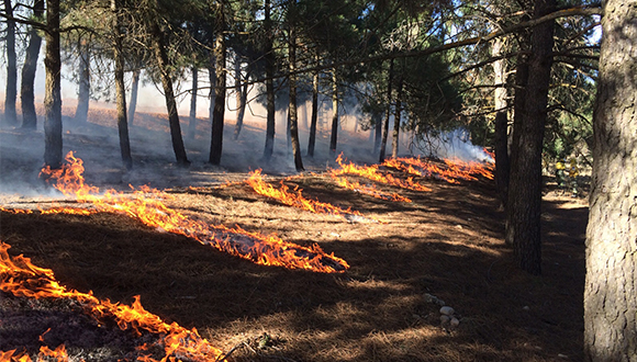 Los-incendios-pueden-favorecer-la-diversidad-de-fauna-y-flora