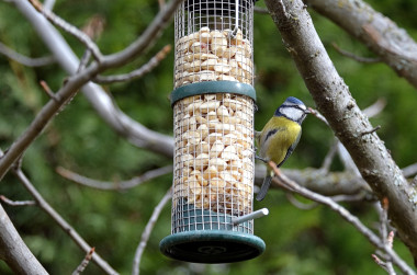 <p>Herrerillo común, <em>Cyanistes caeruleus</em>, que se ha acercado a un entorno urbano para buscar alimento durante el invierno / Juan José Sanz </p>