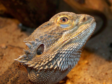 <p>Los dragones barbudos alcanzan la fase REM hasta 350 veces mientras duermen. / <a href="https://es.wikipedia.org/wiki/Archivo:Pogona_vitticeps.JPG" target="_self">Wikipedia</a></p>