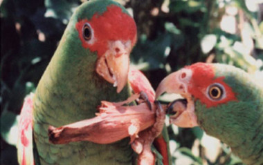 <p>Dos loros picotean una semilla de araucaria brasileña, <em>Araucaria angustifolia. / </em>Guillermo Blanco </p>
