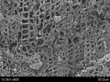 <p>Foto realizada en el microscopio electrónico de barrido (SEM) de un carbón de pino salgareño degradado por la acción de hongos / Paloma Vidal Matutano.</p>