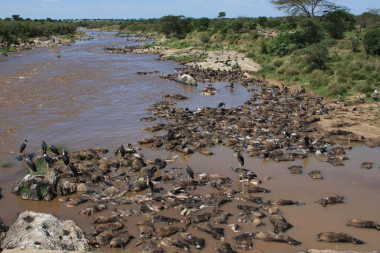 <p>Cigüeñas Marabú se alimentan de ñus ahogados en el río Mara. / Amanda Subalusky</p>