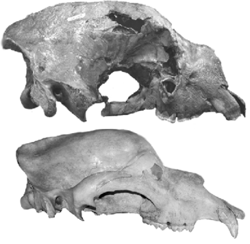 Los osos prehistóricos  también comían de todo