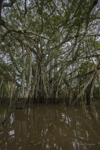 <p>Imagen del Amazonas donde llega el agua en uno los bosques que se inundan periódicamente llamados várzeas. / Ximo Fernández</p>