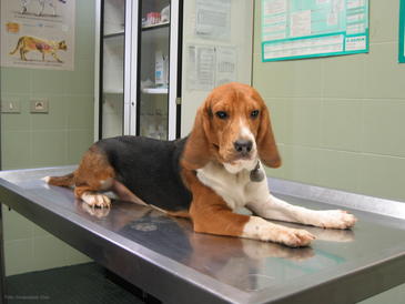 Los perros de raza 'beagle' completan su desarrollo cardiaco al año de vida