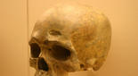 En la fotografía, cráneo de Homo sapiens. En la fotografía, cráneo de Homo sapiens.