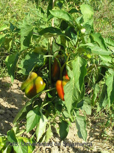Los residuos apícolas se pueden convertir en fertilizantes