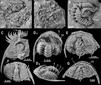 Los trilobites se enrollaban hace 500 millones de años para defenderse de las amenazas externas 