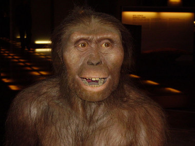<p>Las roturas del esqueleto fósil de Lucy evidencian que se cayó de más de 12 metros, lo que le provocó rápidamente la muerte / <a href="https://commons.wikimedia.org/wiki/File:Australopithecus_afarensis.JPG" target="_blank">Wikipedia</a> </p>