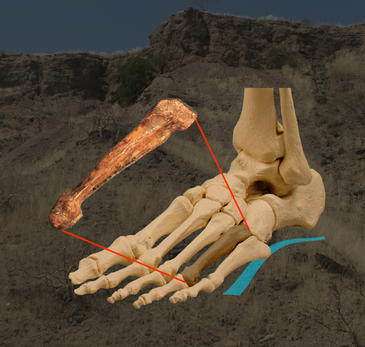 ‘Lucy’ tenía los pies arqueados como el humano moderno