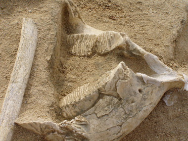 <p>Mandíbula y costilla de <em>Mammuthus</em> cf. <em>intermedius </em>hallados en el yacimiento de EDAR Culebro 1 (Madrid) / Joaquín Panera</p>