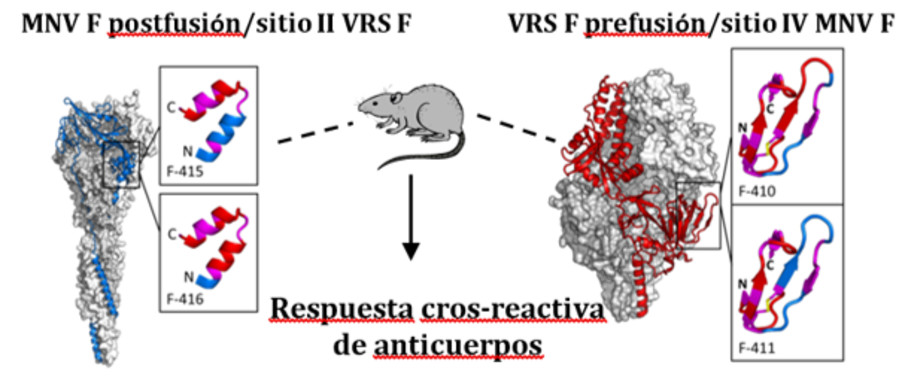 <p>Proteínas de fusión (F) quiméricas conteniendo epítopos reconocidos por anticuerpos neutralizantes del virus respiratorio sincitial (VRS) y del metaneumovirus (MNV) humano ofrecen la posibilidad de usarse como inmunógenos únicos para inducir anticuerpos cros-protectores frente a ambos virus. La proteína F del MNV estabilizada en su forma postfusión y que contiene el sitio antigénico II de la proteína del VRS induce anticuerpos que neutralizan al VRS y al MNV y protegen frente a una infección con el VRS. La proteína F del VRS estabilizada en su forma prefusión y que contiene el sitio antigénico IV de la proteína del MNV también induce anticuerpos que neutralizan al VRS y al MNV.</p>