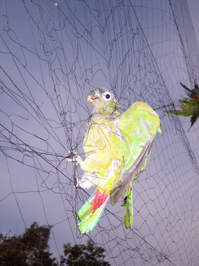 <p>La captura para el comercio local e internacional es una de las amenazas principales sobre estas aves tropicales / Igor Berkunsky</p>