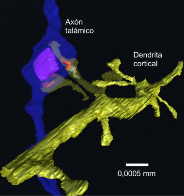 <p>Modelo de la estructura tridimensional de los contactos intercelulares. / UAM</p>