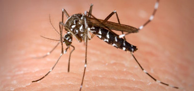 <p>Mosquito tigre (<em>Aedes albopictus</em>). / Krijn Paaijmans</p>