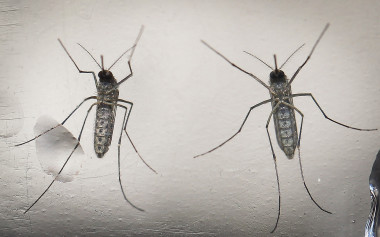 <p>Mosquito vector del virus del zika. / EFE</p>