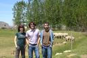 Multiplican las propiedades beneficiosas de la leche de oveja 