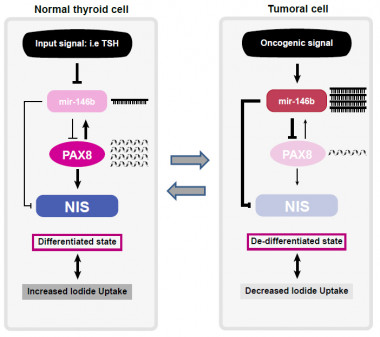 <p>Modelo integrado que controla el estado diferenciado de una célula tiroidea y la entrada de yodo al tiroides. | UAM</p>