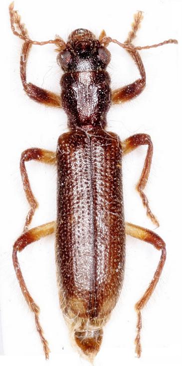 Nueva especie de insecto descubierta en Cuenca, Guadalajara y Murcia