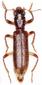 Nueva especie de insecto descubierta en Cuenca, Guadalajara y Murcia