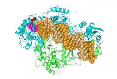 <p>Estructura de la retrotranscriptasa del VIH-2 unida a ADN. / UAM</p>