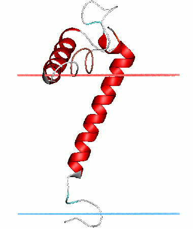 <p>Estructura proteica de una pequeña proteina (stannin). / <a href="https://en.wikipedia.org/wiki/File:1zza.png" target="_blank">Wikipedia</a></p>