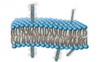 <p class=" text-left">Representación de nanocintas del polímero monodimensional de coordinación de Cu<sup>2+</sup> con timina, que muestran una unión selectiva a oligonucleótidos que contienen adenina, ejemplificando como pueden usarse como transportadores de oligonucleóticos en células. / UAM</p>