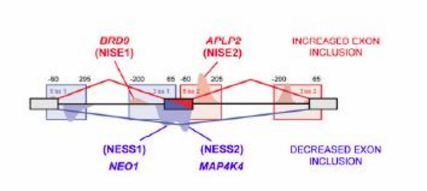 <p>Más del 90 % de los genes humanos producen múltiples transcritos mediante el proceso de maduración alternativa. Imagen: UB.</p>