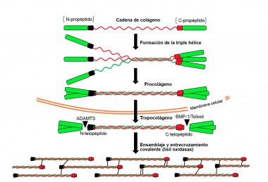 <p class=" text-left">Formación del colágeno fibrilar / UAM-CSIC</p>