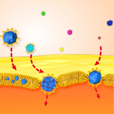 <p>Nanopartículas de oro hidrófobas recubiertas de lípidos atravesando la membrana. / URV</p>