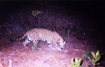 Observan por primera vez en 100 años a un jaguar en el centro de México