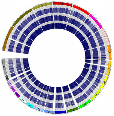 <p>Ejemplo de tres epigenomas completos en cáncer de colon de un paciente. El círculo concéntrico más interno representa el tejido del colon normal, el intermedio el tumor primario de colon y el más externo la metástasis derivada de ese tumor de colon. A medida que el tumor progresa la representación cambia del color azul oscuro al claro, indicando la perdida de las señales epigenéticas correctas. En la periferia con distintos colores vemos representados los 23 cromosomas humanos. / IDIBELL</p>