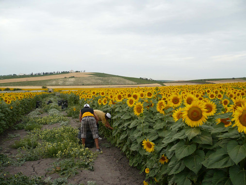 Campo de girasoles en Andalucía. / Fundación Descubre