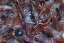 Obtienen nuevos datos sobre la biología de calamares de aguas profundas