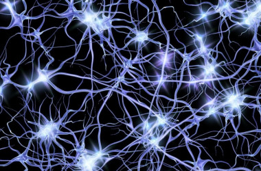 Cada cuatro segundos oleadas de actividad neuronal viajan de un punto a otro de la corteza cerebral. / Penn State