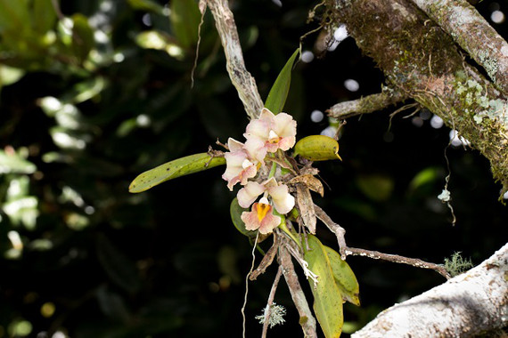 <p>Una <em>Rodriguezia granadensis</em> en un árbol. / <a href="https://flic.kr/p/quyQjj" target="_blank">Luis Pérez</a></p>