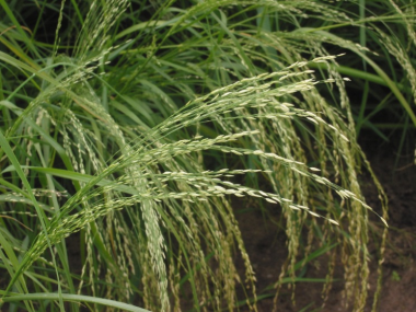 <p>Planta de teff. / Wikipedia</p>