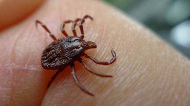 Una garrapata a punto de morder. / John Tann Ecyclopedia of Life <p>Una garrapata a punto de morder. / John Tann <a href="http://eol.org/data_objects/30104006" target="_blank">Ecyclopedia of Life</a></p>