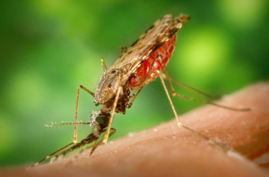 <p>El mosquito<em> Anopheles albimanus</em> es un vector de la malaria humana. Imagen: <a href="http://www.flickr.com/photos/pennstatelive/7694655428/sizes/h/" target="_blank">Pennstatelive.</a></p>