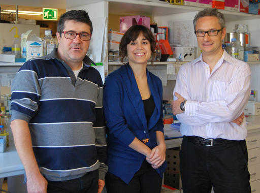 Los investigadores Alberto Villanueva, Mercè Juliachs y Francesc Viñals. / Idibell Los investigadores Alberto Villanueva, Mercè Juliachs y Francesc Viñals. / Idibell