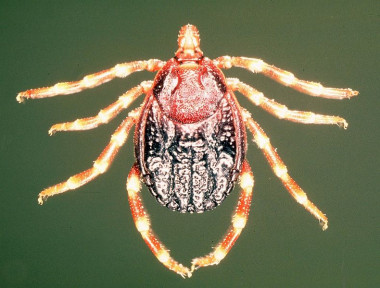 <p>Aunque hay varios géneros de garrapata que pueden verse infectados por el virus de la fiebre hemorrágica de Crimea-Congo, <em>Hyalomma</em> constituye el vector principal. / <a href='https://commons.wikimedia.org/wiki/File:Hyalomma-m-rufipes.jpg' target='_blank'>Wikipedia</a></p>