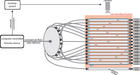 Drosophila