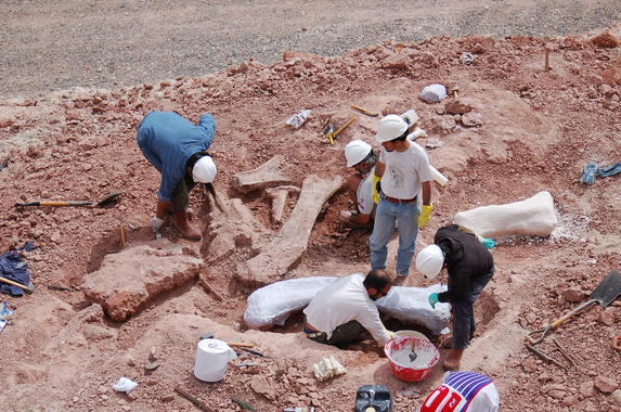 <p>Momento de la excavación de los restos de fósiles del nuevo ejemplar de dinosaurio, Petrobrasaurus.Foto: UNIZAR.</p>